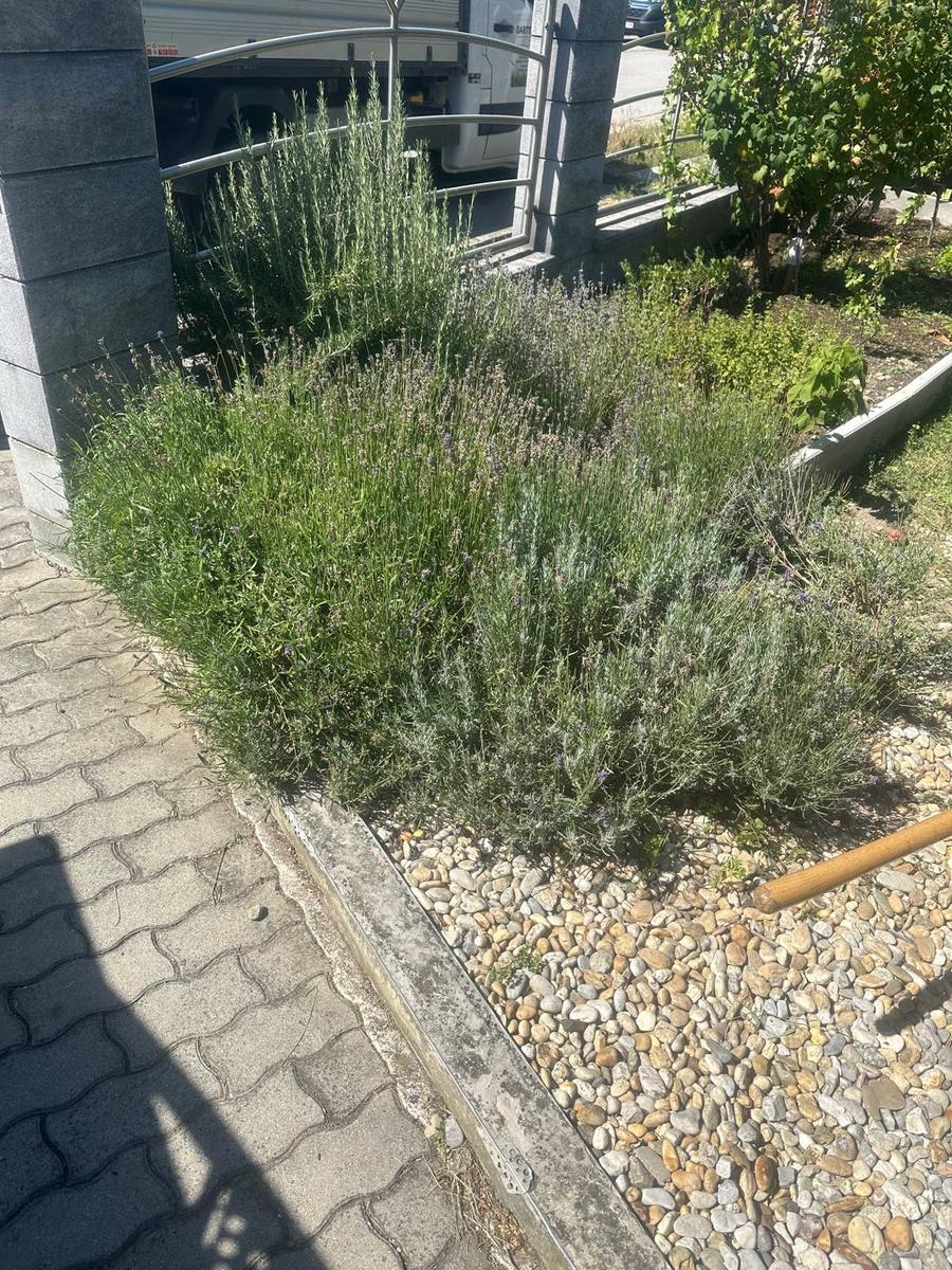 Brunnen & Gartengestaltung – Ziergräser und Lavendel gesetzt