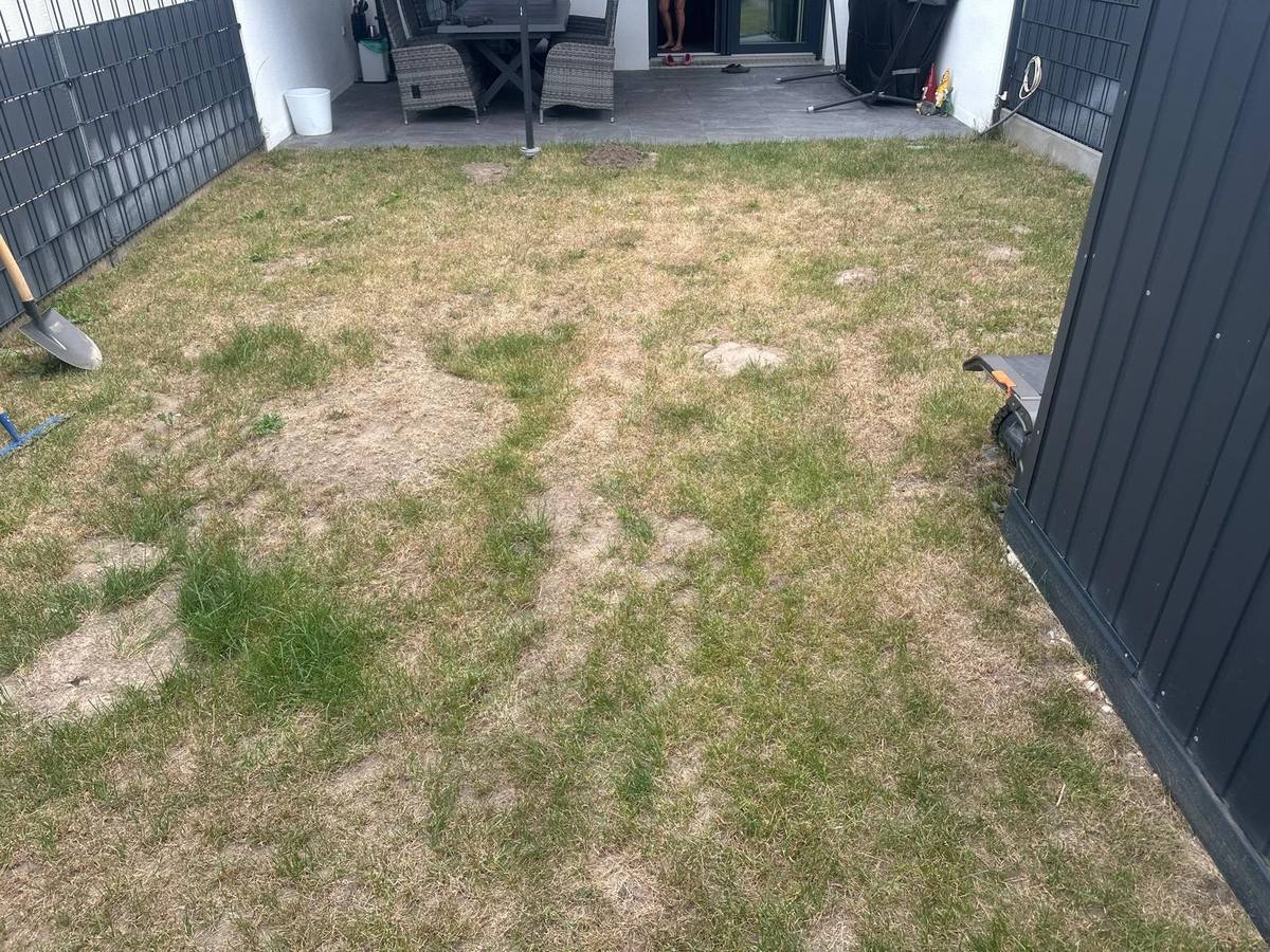 Rollrasen – Vorher: alter, vertrockneter Rasen
